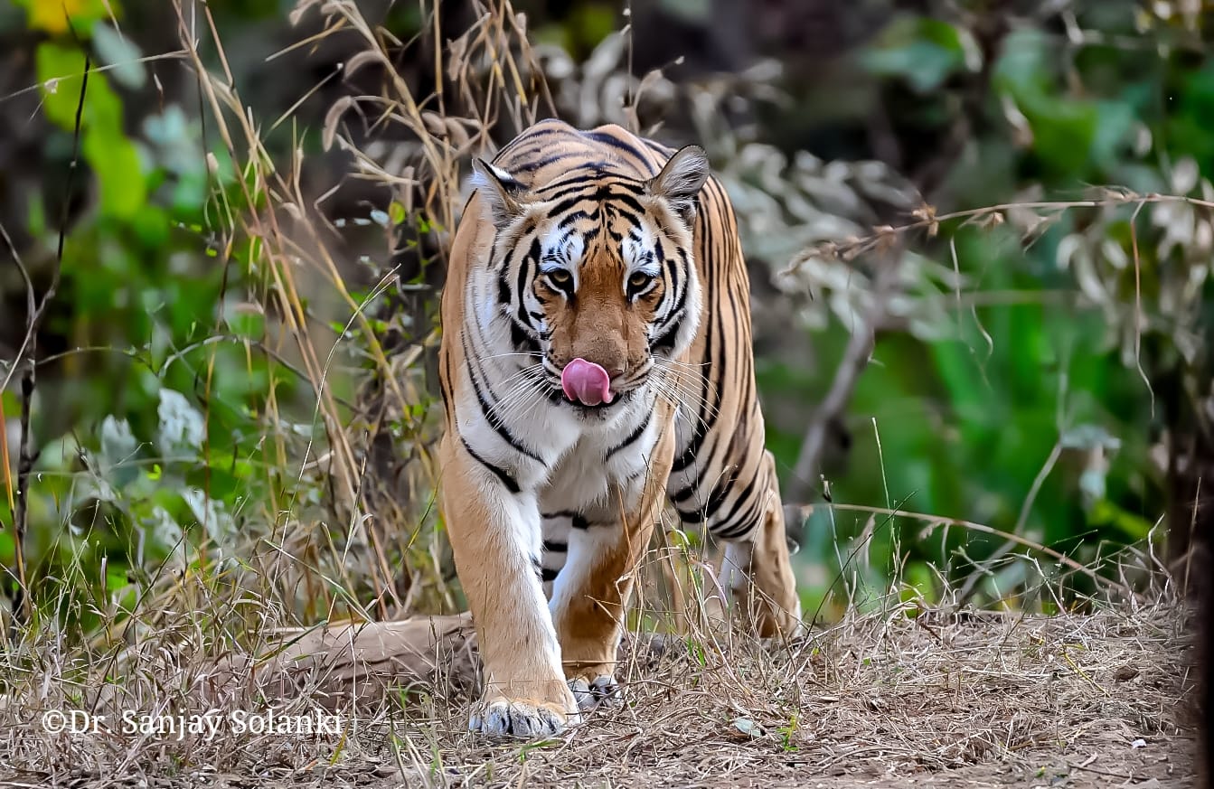 Tiger at dawn in misty Indian forest
